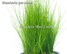 Eleocharis_parvu_4faf8a8d17457