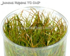 Juncus_Repens_TC_5bf90d841b99f