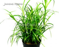 Juncus_repens_581ade6fb2e0d