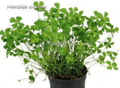 Marsilea_crenata_581adf313f968