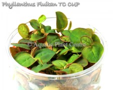 Phyllanthus_Flui_5bfbb353beed2