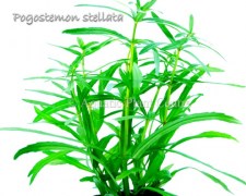 Pogostemon_stell_581ae001be775