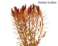 Rotala_indica_4fb48fe88513d