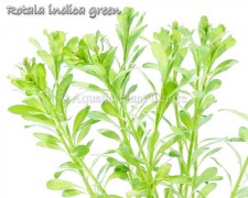 Rotala_indica_gr_4fb48f6c0da4c