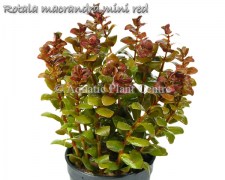 Rotala_macrandra_5b601325627ea