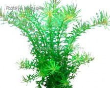 Rotala_nanjean_581ae0164bdbf