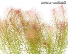 Rotala_wallichii_4fb48fc9bcea8